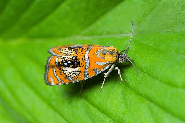 Zwójka tęczowana (Olethreutes arcuella)