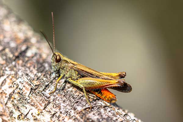 Skoczek zmienny (Omocestus rufipes)