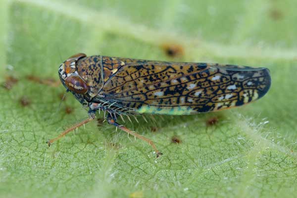 (Orientus ishidae)