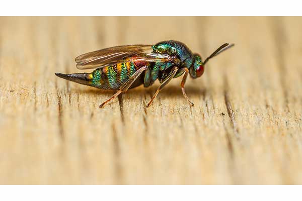 (Ormyrus nitidulus)
