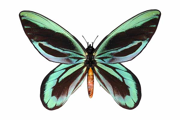  (Ornithoptera alexandrae)