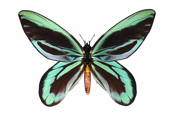(Ornithoptera alexandrae)