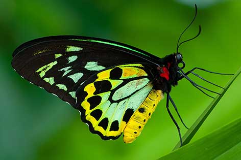  (Ornithoptera euphorion)