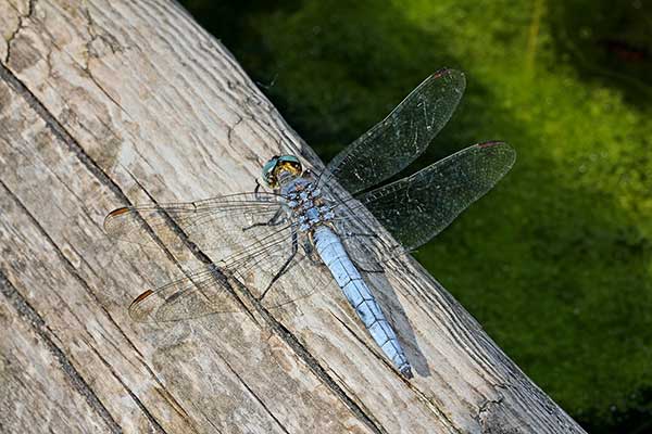 Lecicha południowa (Orthetrum brunneum)
