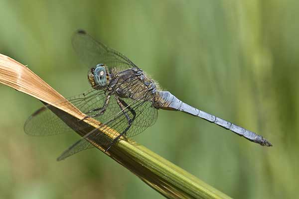 Lecicha mała (Orthetrum coerulescens)