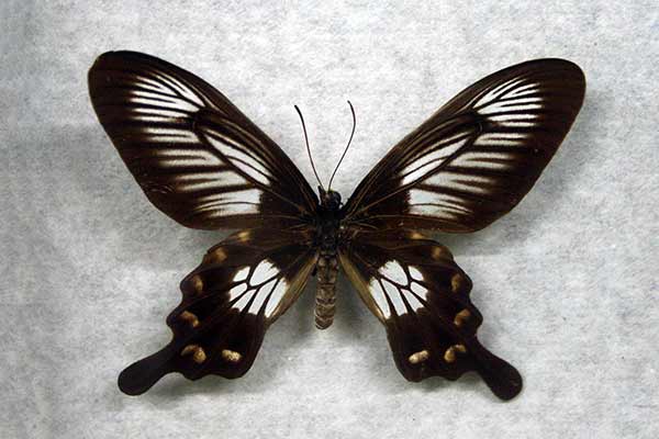 (Pachliopta polyphontes)