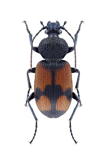 (Panagaeus cruxmajor)