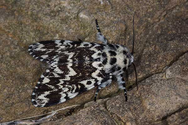 (Panthea coenobita)