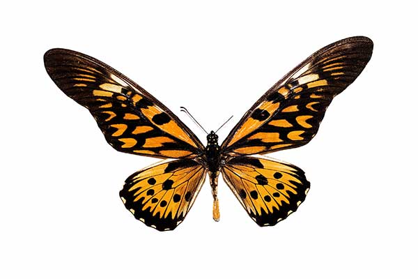 (Papilio antimachus)