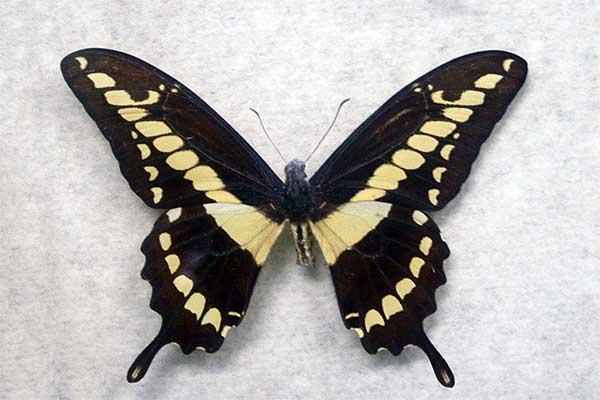 (Papilio cresphontes)