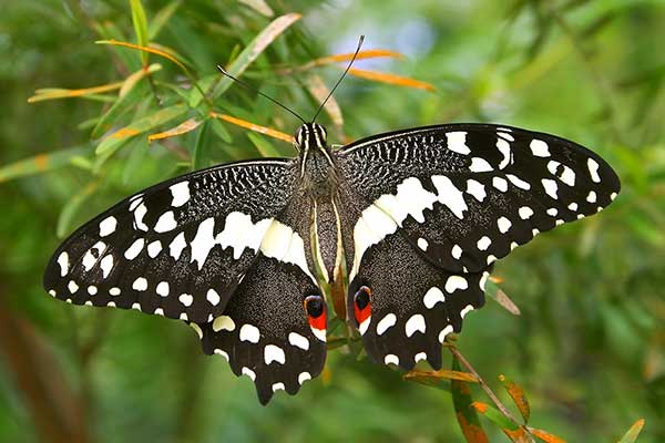 (Papilio demodocus)