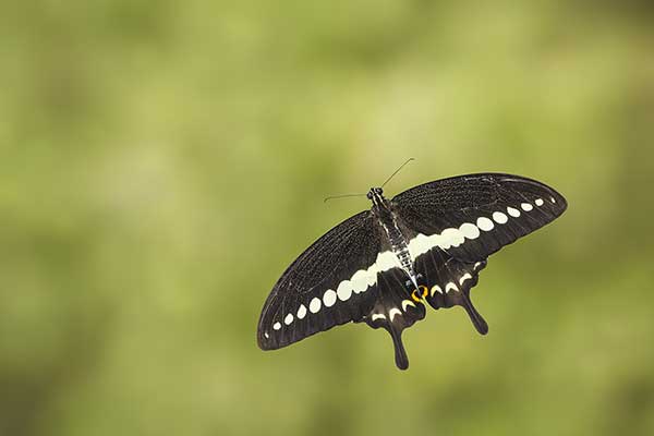  (Papilio demolion)