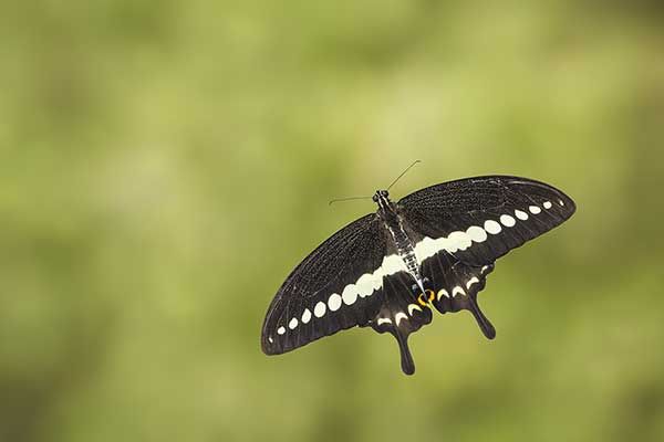 (Papilio demolion)