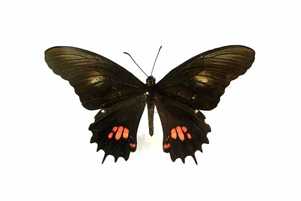  (Papilio isidorus)