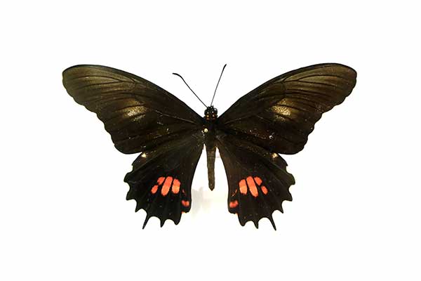 (Papilio isidorus)
