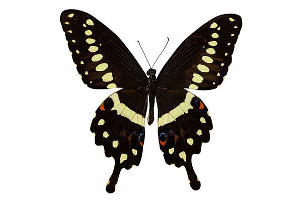  (Papilio lormieri)