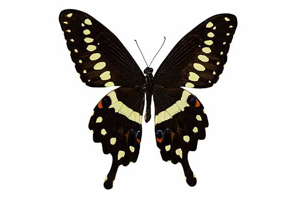 (Papilio lormieri)