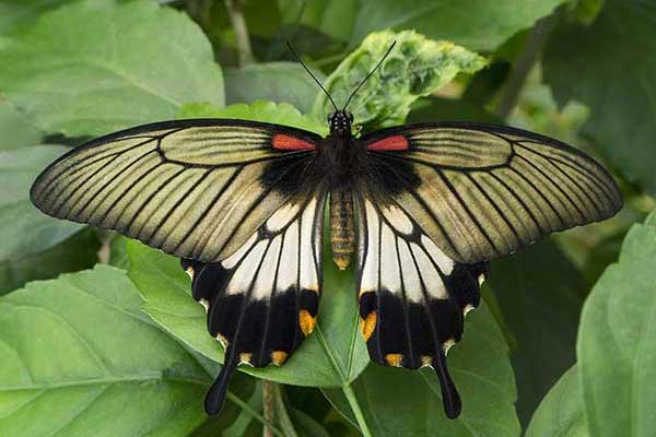(Papilio lowi)