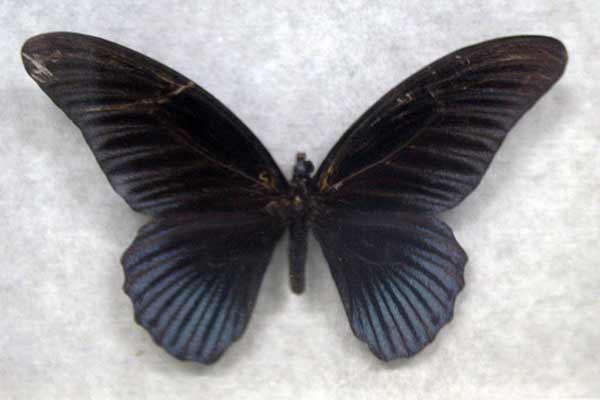 (Papilio memnon)