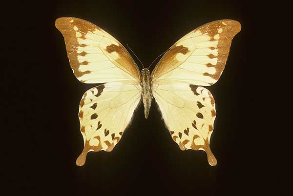  (Papilio nobilis)