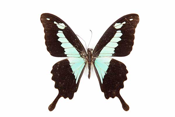  (Papilio phorcas)