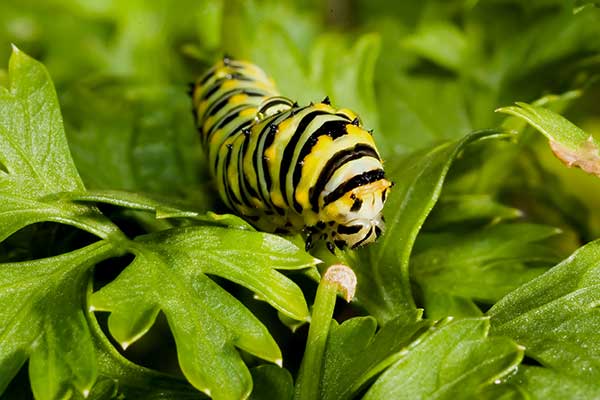 (Papilio polyxenes)