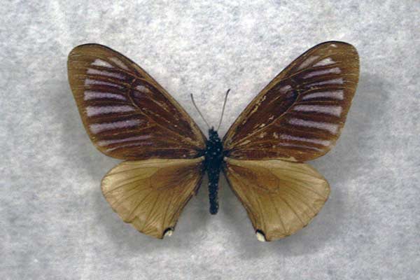 (Papilio slateri)