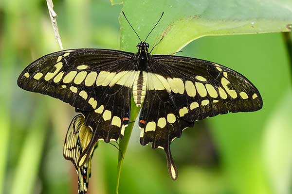 (Papilio thoas)