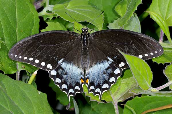 (Papilio troilus)