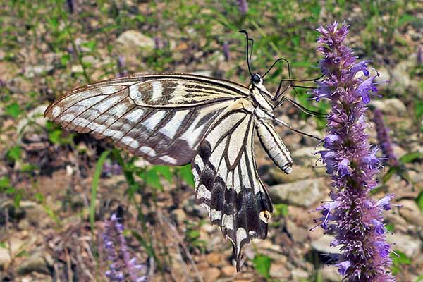 (Papilio xuthus)
