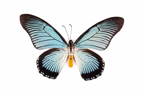 (Papilio zalmoxis)