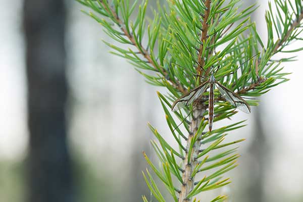 Olbrzymka łąkowa (Pedicia riviosa)