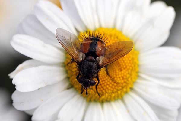  (Peleteria rubescens)