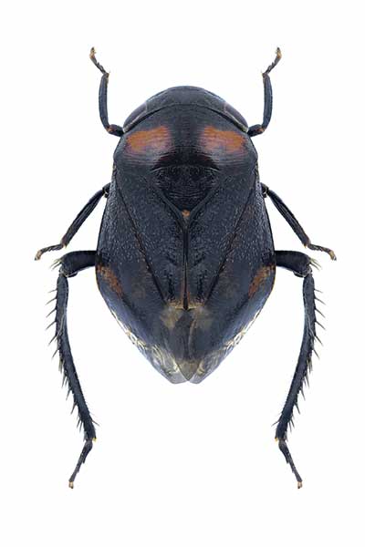 (Penthimia nigra)