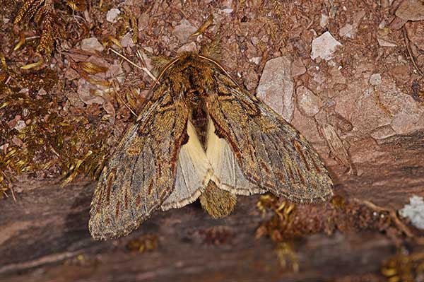 Garbatka zaczepka (Peridea anceps)