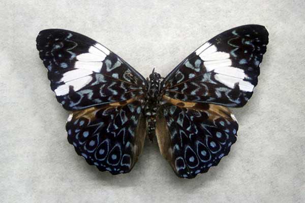 (Peridromia arinome)