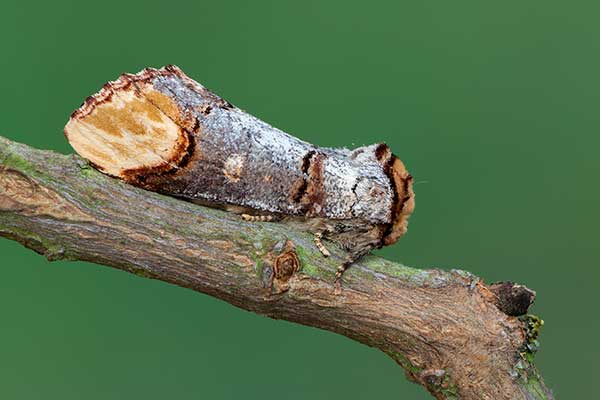 Narożnica zbrojówka (Phalera bucephala)