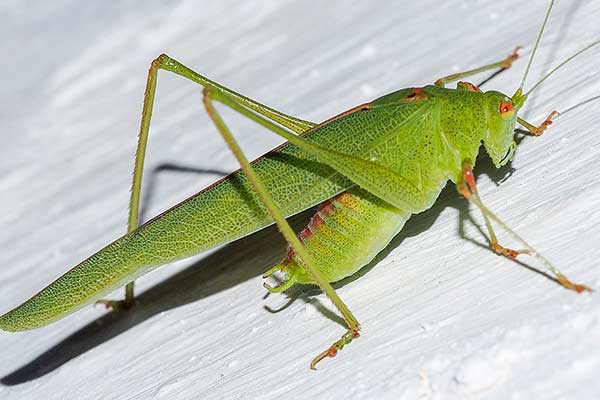 (Phaneroptera nana)