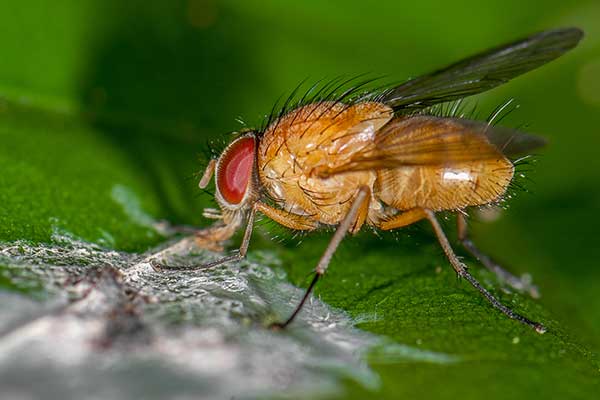 (Phaonia pallida)