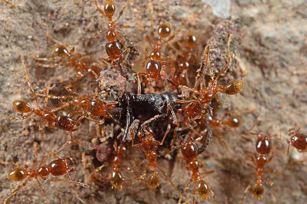 Żołnierka bladawa (Pheidole pallidula)