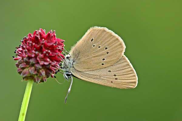 Modraszek nausitous (Phengaris nausithous)