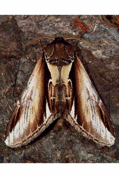 Garbatka brzozówka (Pheosia gnoma)