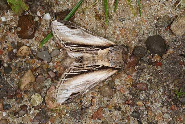 Garbatka osinówka (Pheosia tremula)