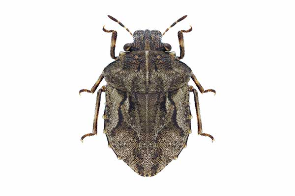 (Phimodera-humeralis)