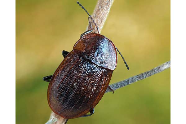 Zaciemka czarna (Phosphuga atrata)