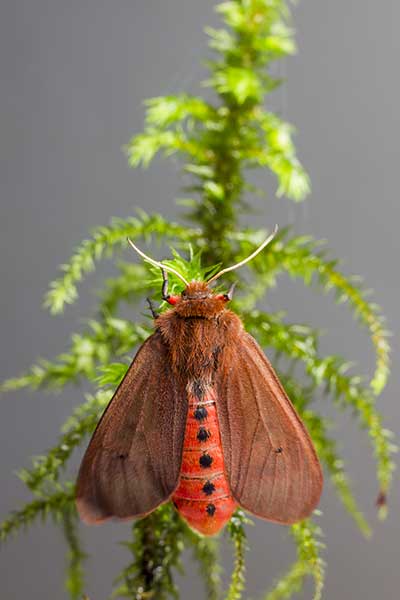 Sadzanka rumienica (Phragmatobia fuliginosa)