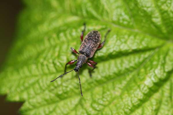Naliściak pączkojad (Phyllobius oblongus)