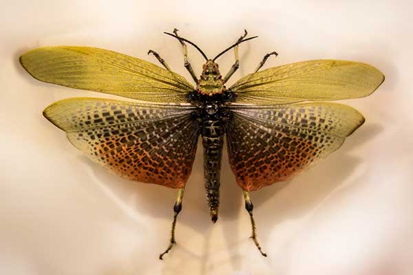 (Phymateus leprosus)