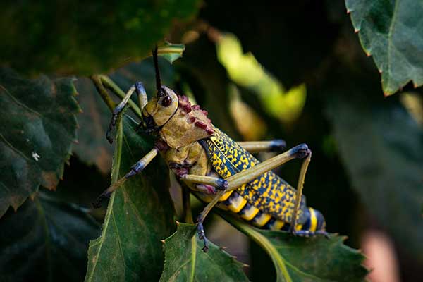 (Phymateus viridipes)