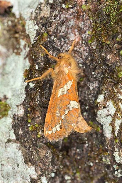 (Phymatopus hecta)